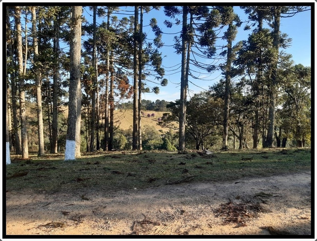 Vendo Lindo Sítio A 2km Da Rodovia Bunjiro Nakao - Foto 5