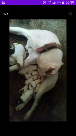 Filhotes de pitbull