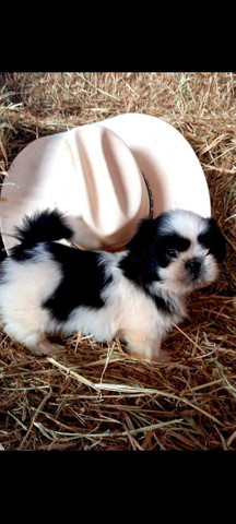 Shih tzu macho opção de pedigree - Foto 6
