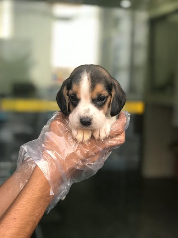 Beagle,filhotes com garantia de saúde, pedigree e auxilio veterinário,confira! - Foto 4