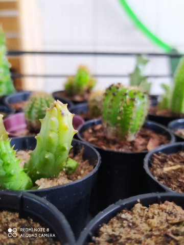 Plantas - Foto 5