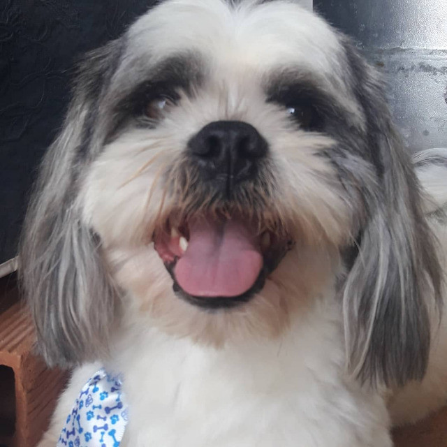 Padreador - Lhasa Apso