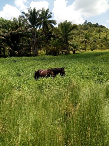 Cavalo mangalarga 