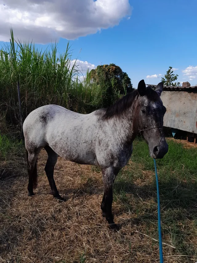 Cavalo de esteira - Cavalos e acessórios - Boca da Mata 1256655255