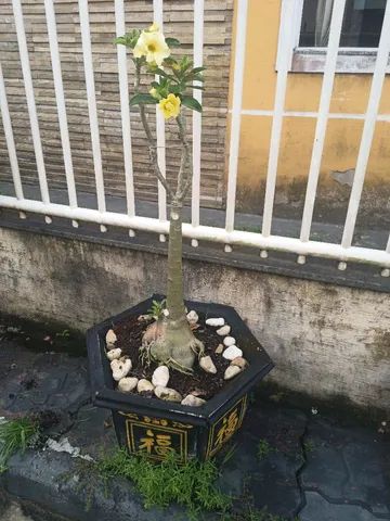 Vendo rosa do deserto  - Foto 3