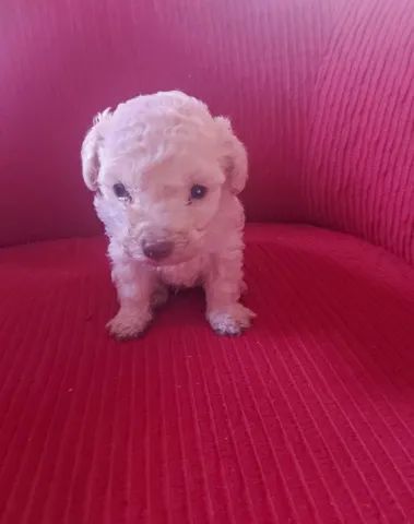 Poodle Toy Macho - Foto 3