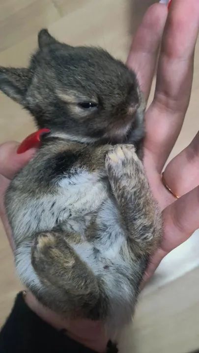 Filhotes de coelho Netherlands  - Foto 5