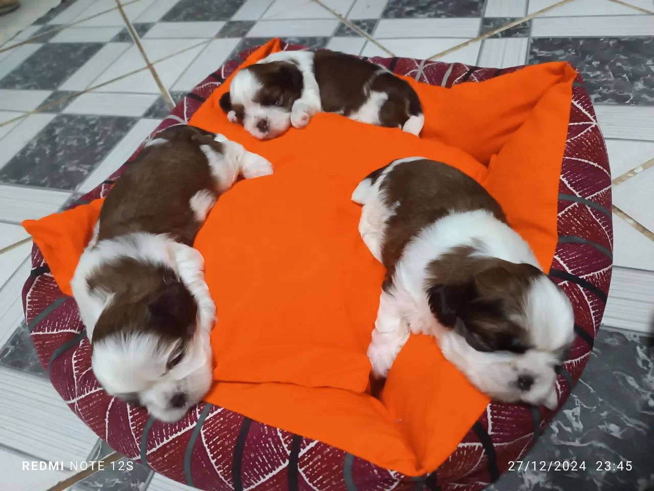 Lindos filhotes Shih Tzu - Foto 3
