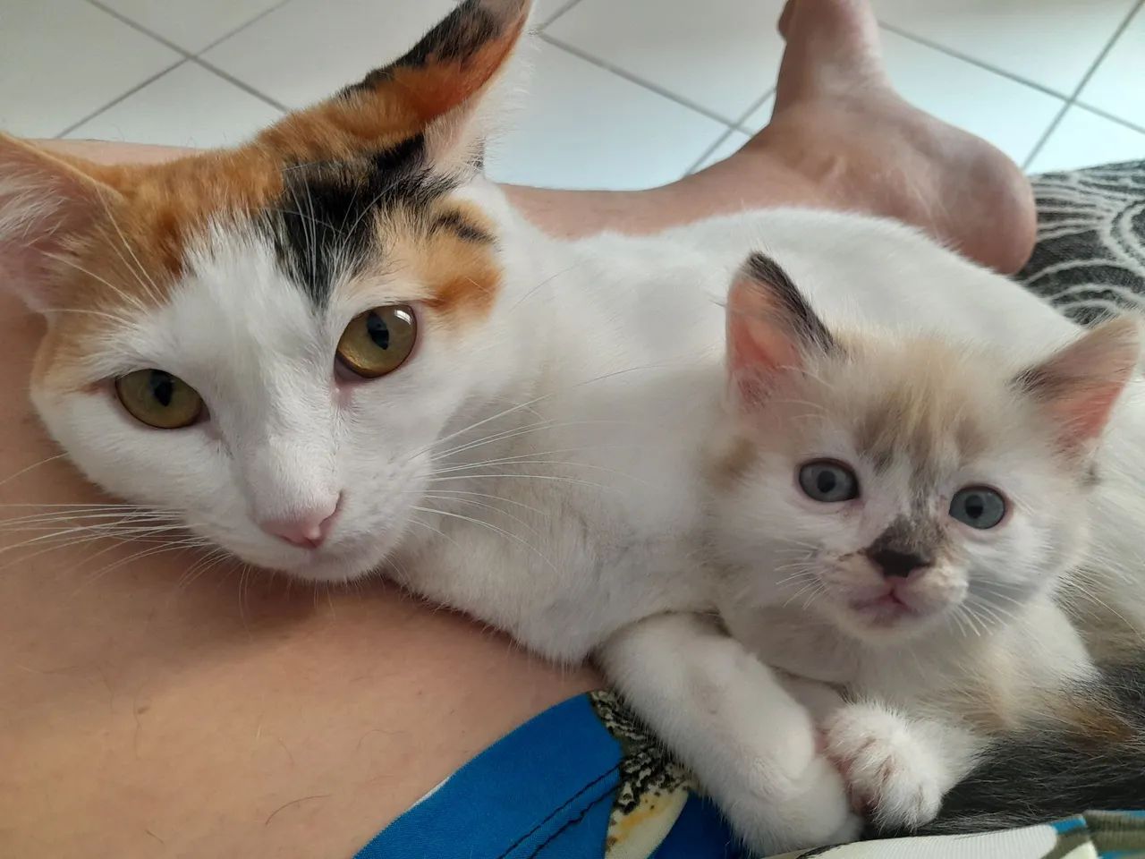 Uma Gatas Lindos para Adoção - Foto 2