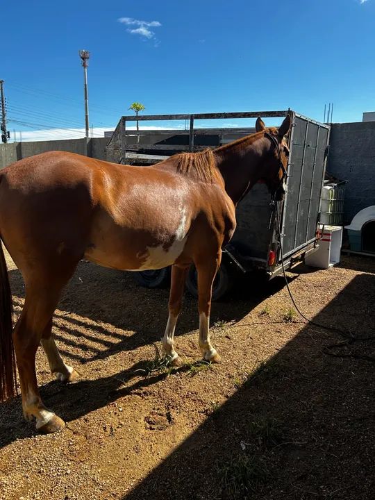 A venda quarto de milha  - Foto 5