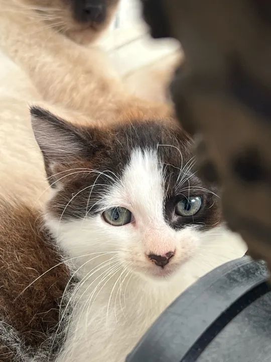 Gatinhos para doação  - Foto 2