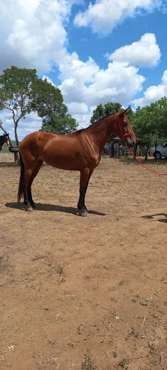 Egua natural de marcha picada graúda 