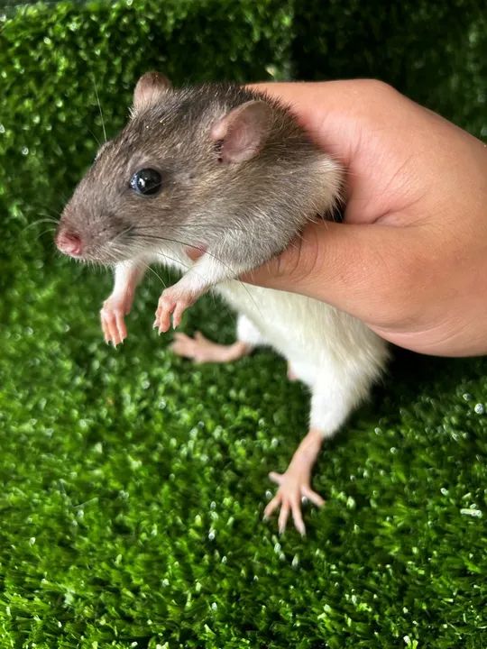 Rato Twister - criação saldavel - Foto 4