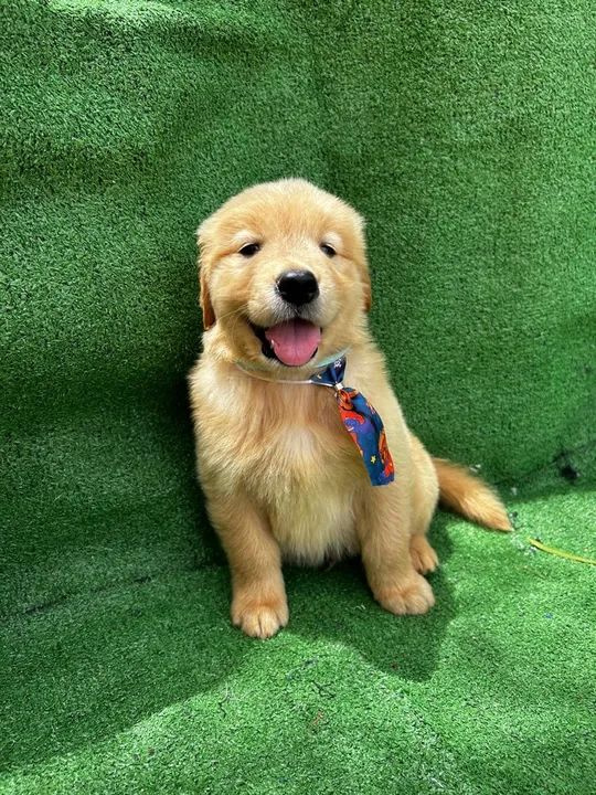 Filhote golden retriver  - Foto 3