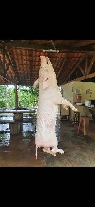 Leitoa caipira  - Foto 2