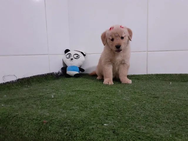 Golden Retriever =] - Foto 5