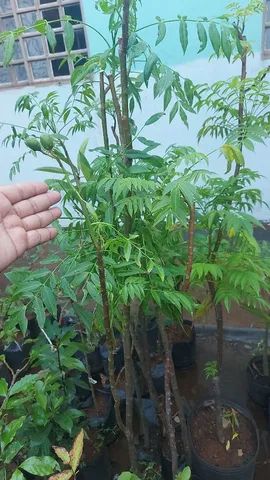 Frutíferas  e ornamentais..caja manga,cítricas Figo , Oliveira, jabuticaba, gueroba, coco