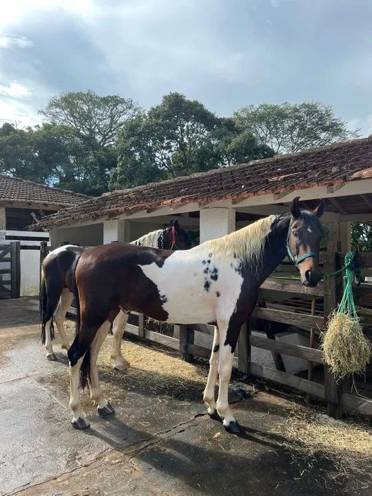 Dois cavalos Mangalarga  - Foto 2