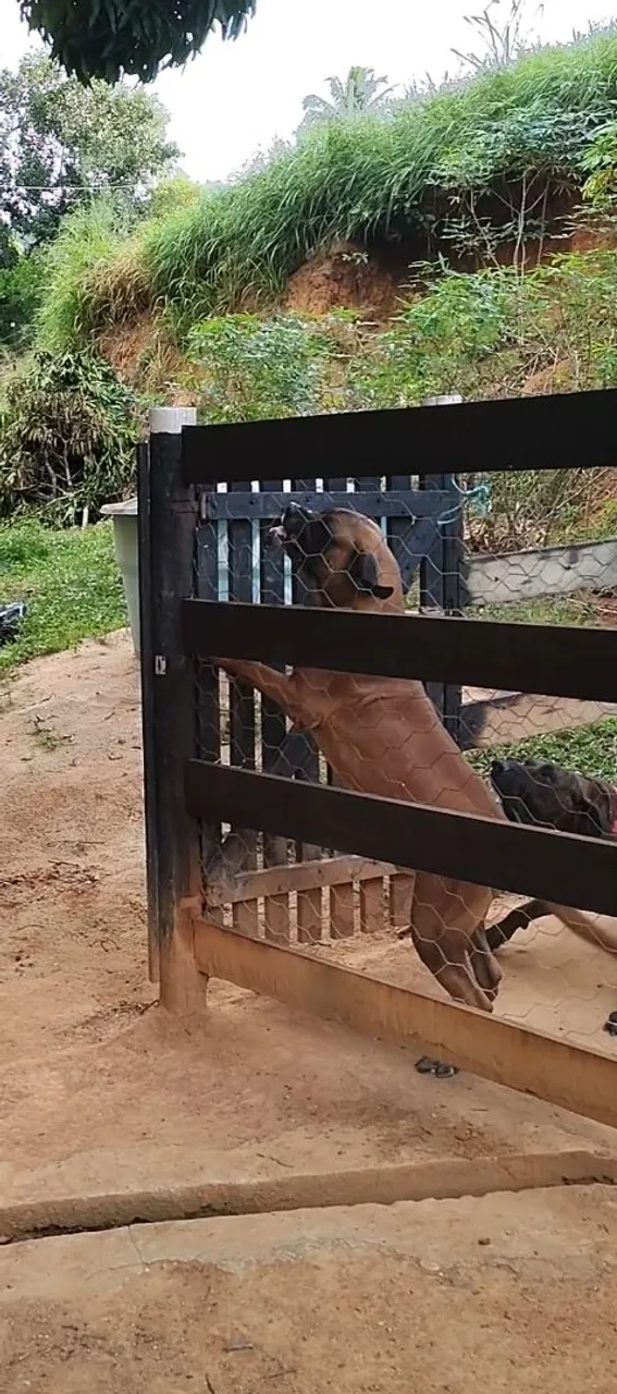 Cachorro Fila Brasileiro vendo cobertura