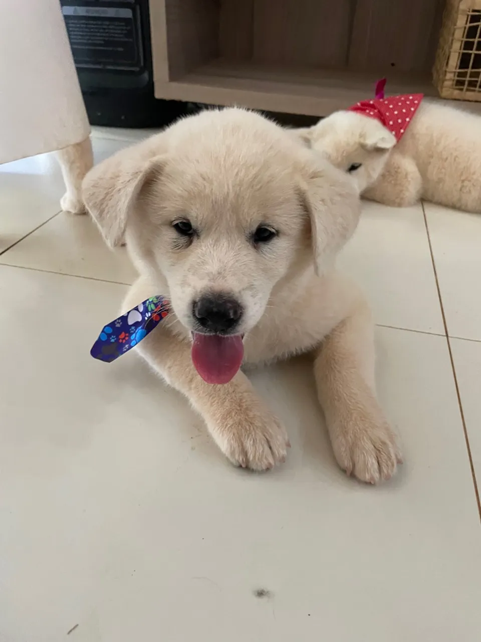 Filhote de Akita