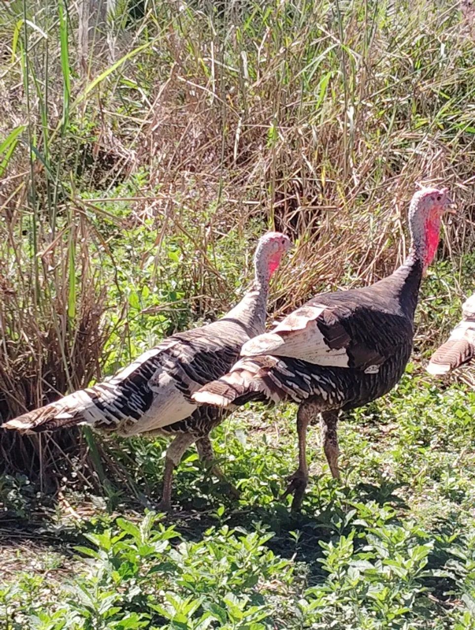 VENDO 4 CASAL DE PERUS LINDOS