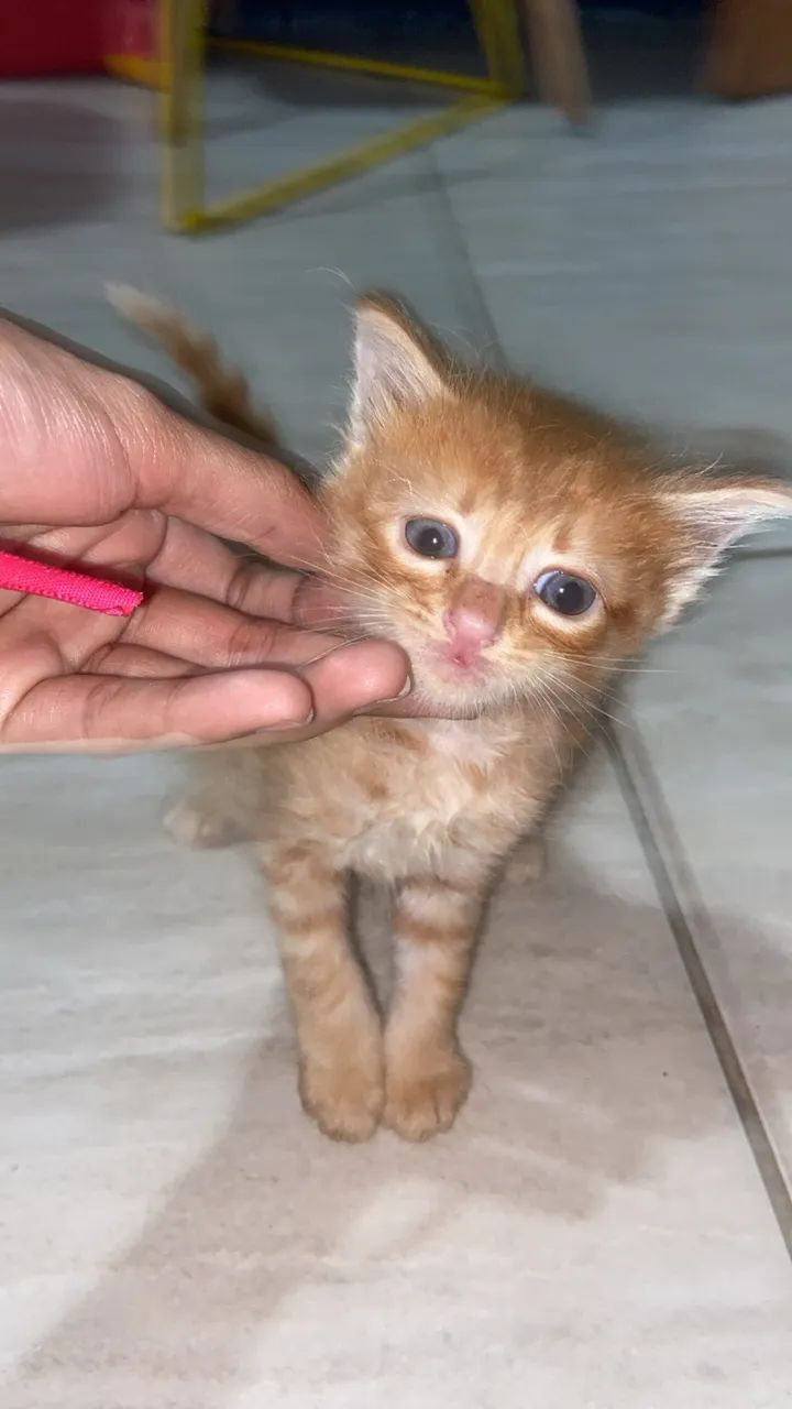 Doação de gatinhos  - Foto 2