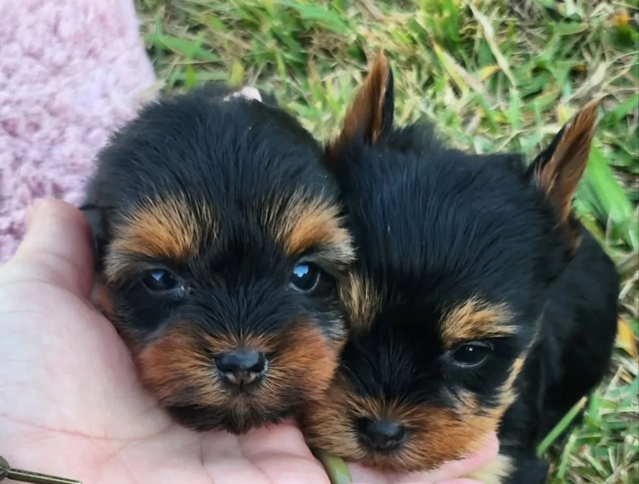 Yorkshire terrier mini macho e fêmea