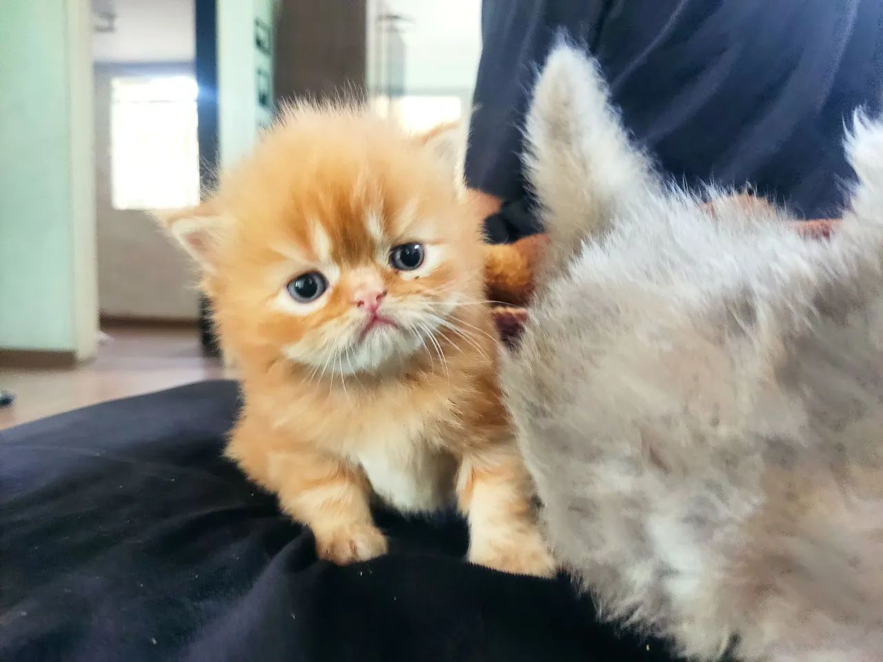 Gatinho Persa - Fofo e Carinhoso