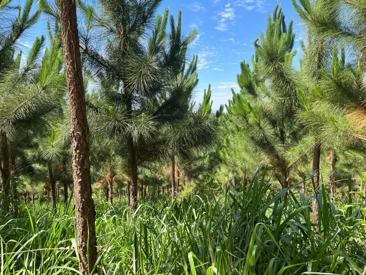 Oportunidade Única! Imóvel Rural em Matão, Buri/SP - Foto 5
