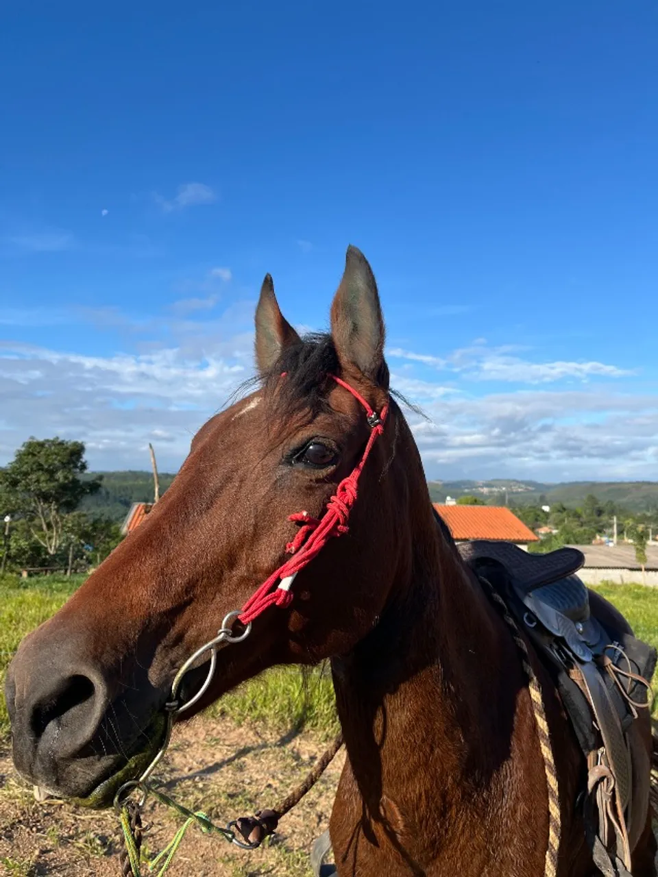 Cavalo