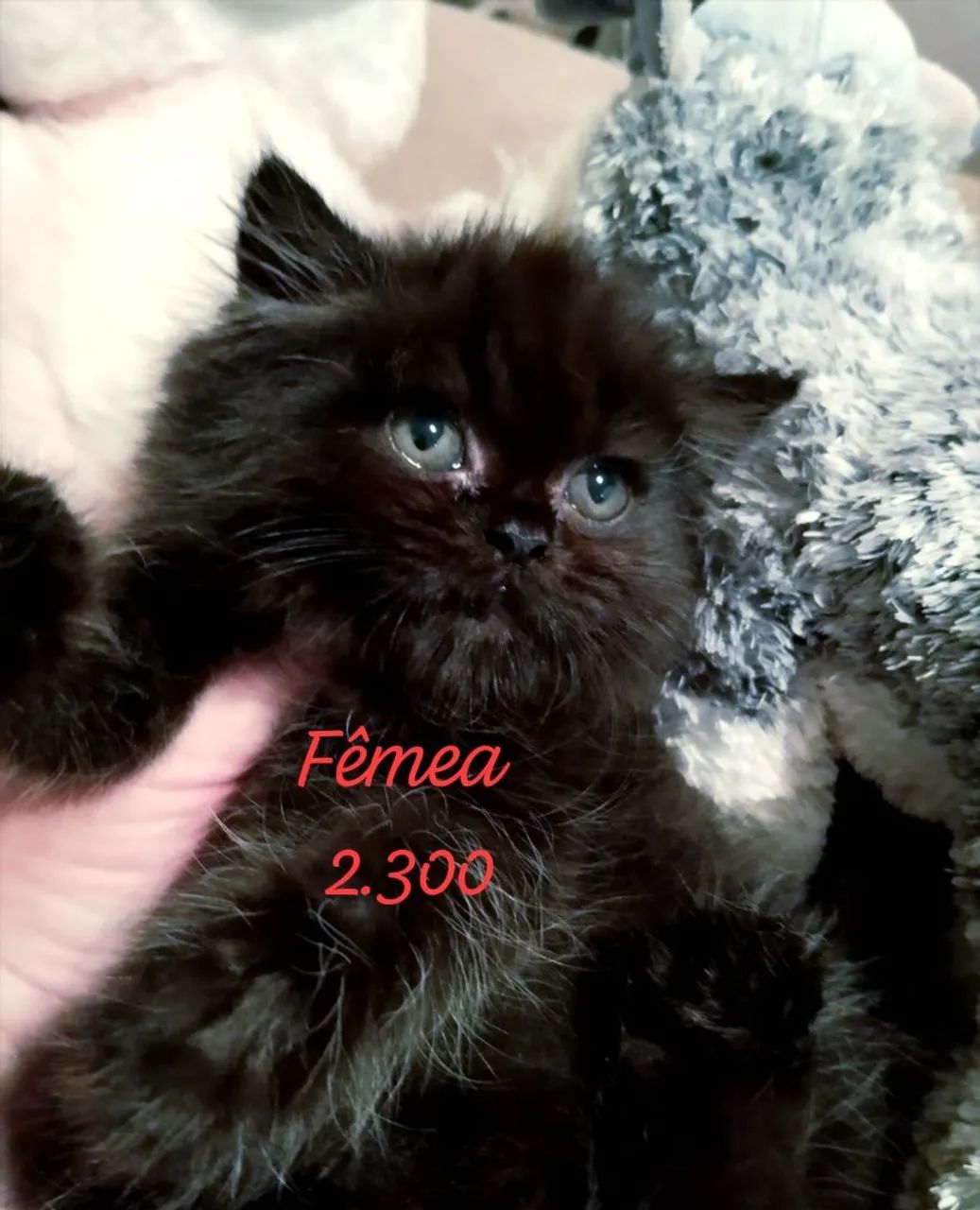 Persa Filhotes  - Foto 3