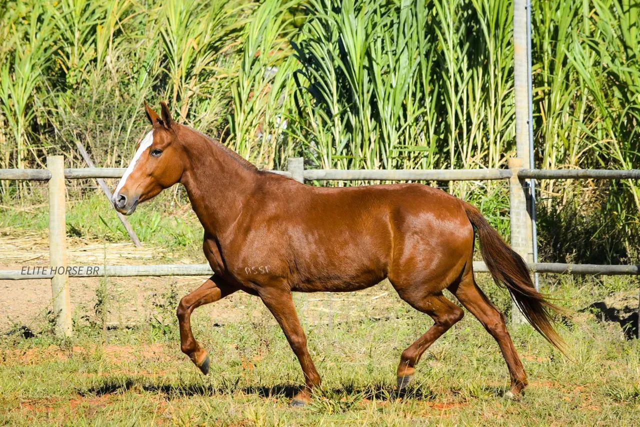 LINDA ÉGUA MM - NEGOCIÁVEL  - Foto 3