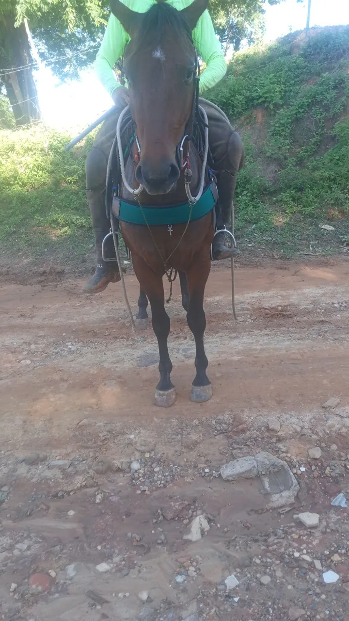 Pordo QM pra vender com 2 anos e 9 meses