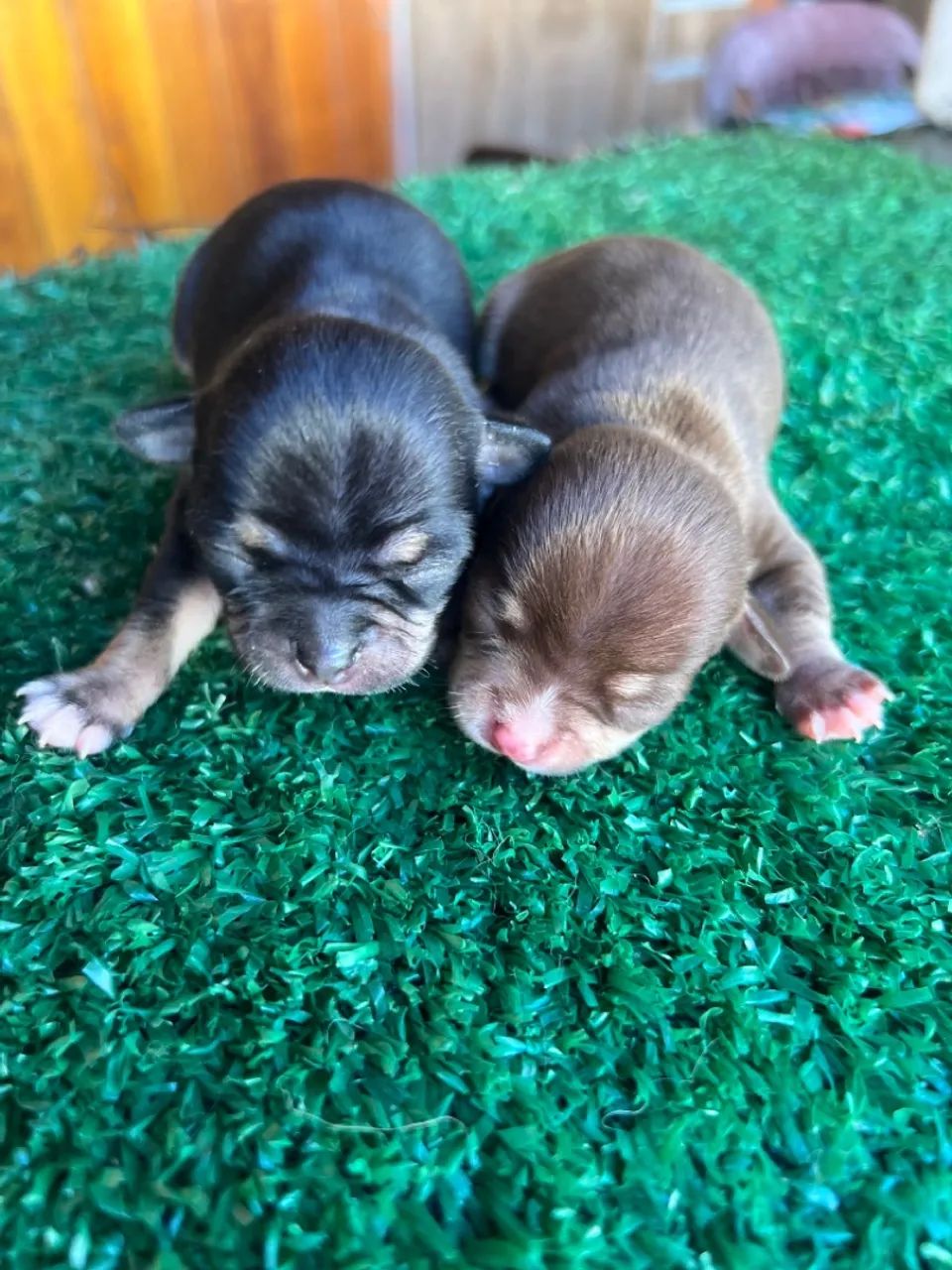 Chihuahua machinho e fêmeas 