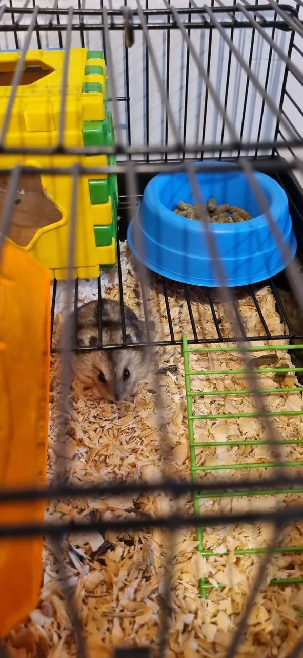 Vendo hamister com gaiola 