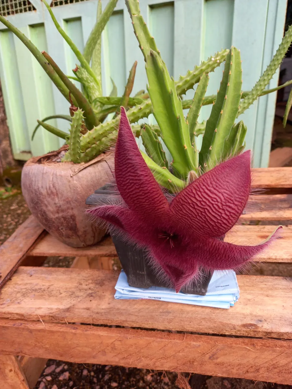 Planta Caquito Estela