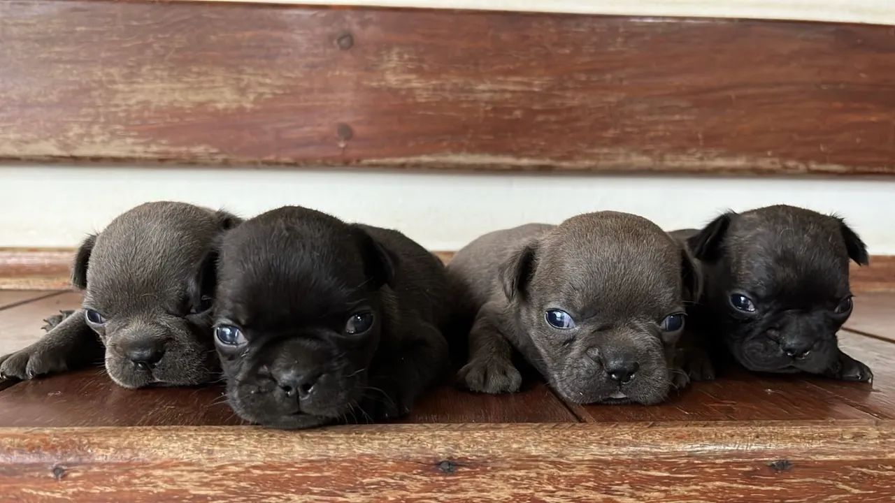 Bulldog Francês Pocket  - Foto 2