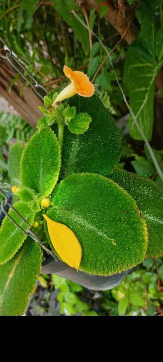 Muda de Flor Amarela. Episcias ou planta tapete a partir de 10,00 reais - Foto 2