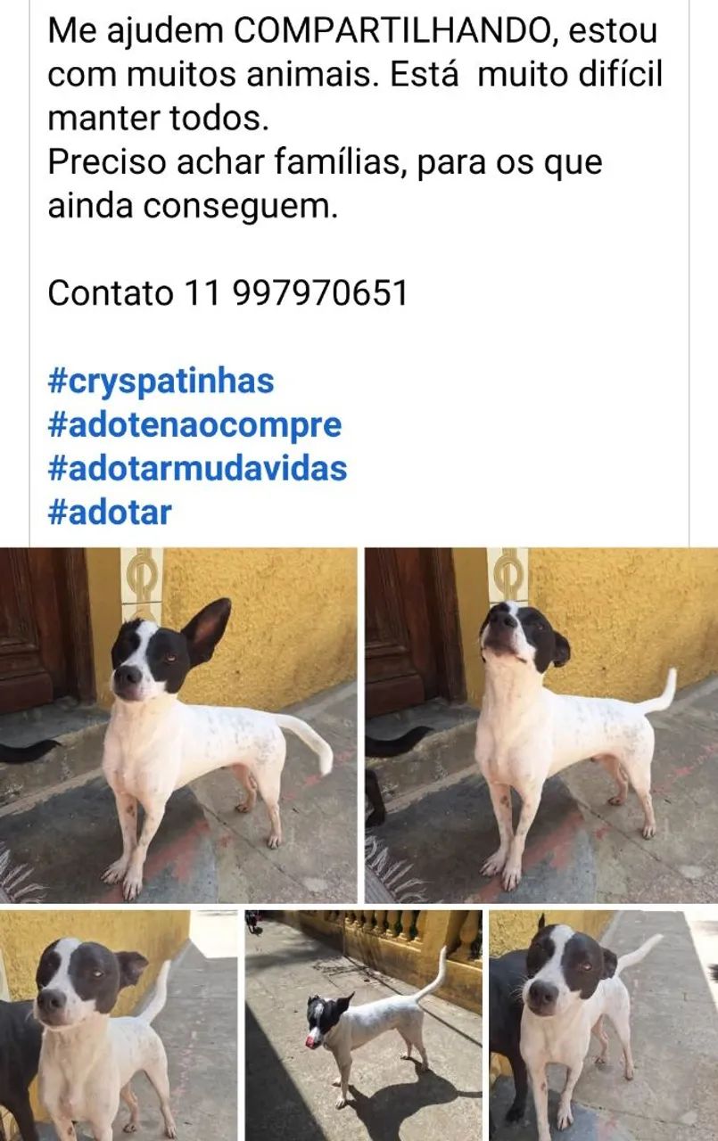 Vários cães para adoção responsável  - Foto 2