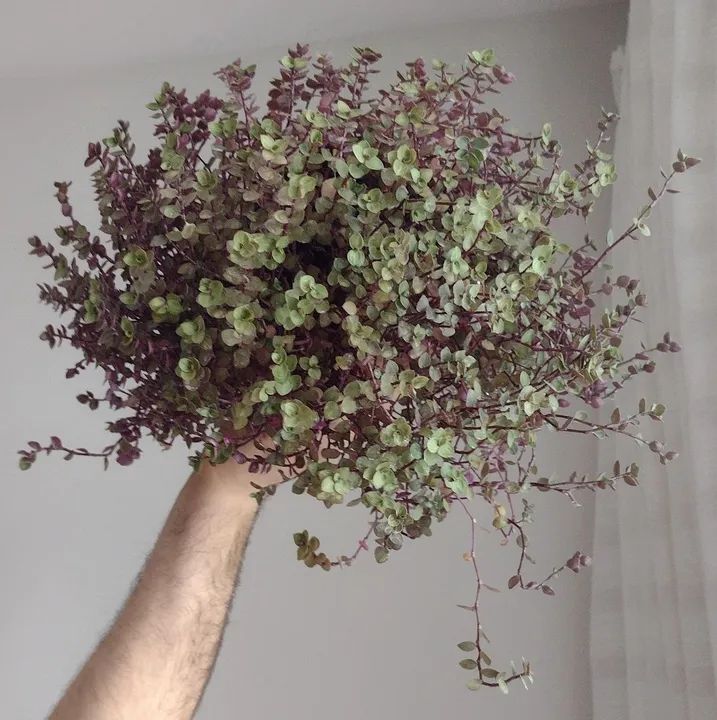 Planta: Dinheiro em Penca  - Foto 4