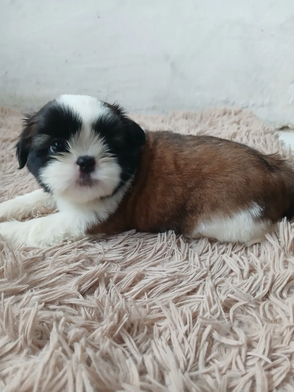 Filhote Shih Tzu Macho - Pelagem Tricolor