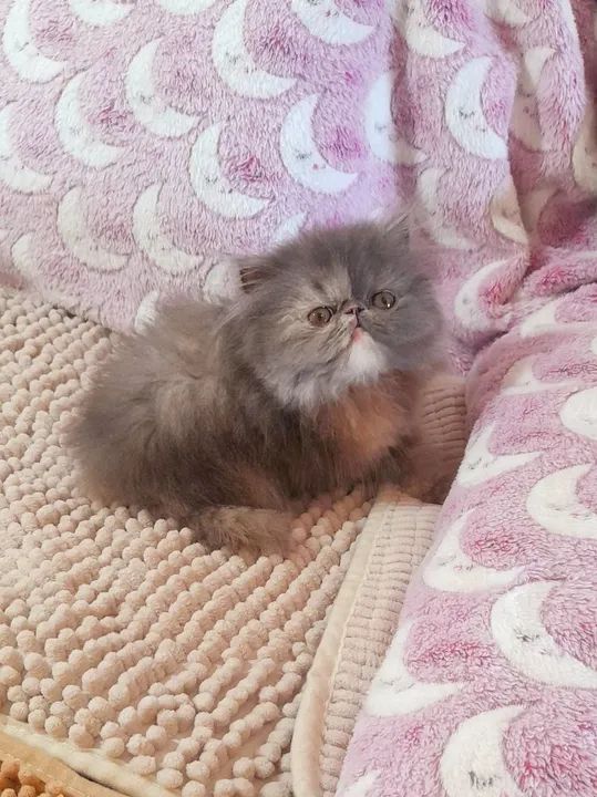 PERSA SHOW Fêmea - Cor BlueTortie - Foto 3