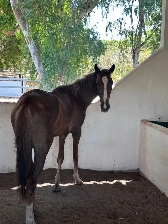 Potro Quarto de Milha - Foto 3