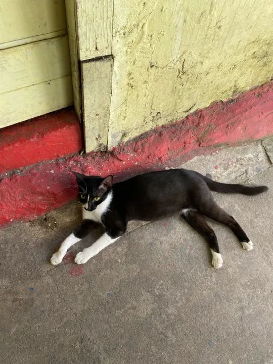 Gata para doação  - Foto 2