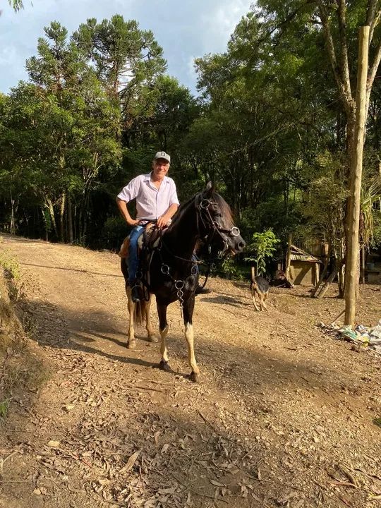 cavalo MANGALARGA MARCHADOR REGISTRADO - Foto 4