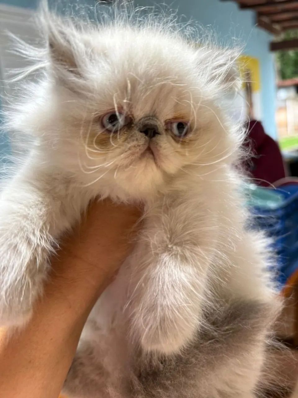 Filhotes de gato persa 