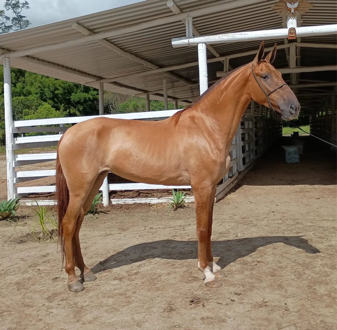 Égua baia campolina