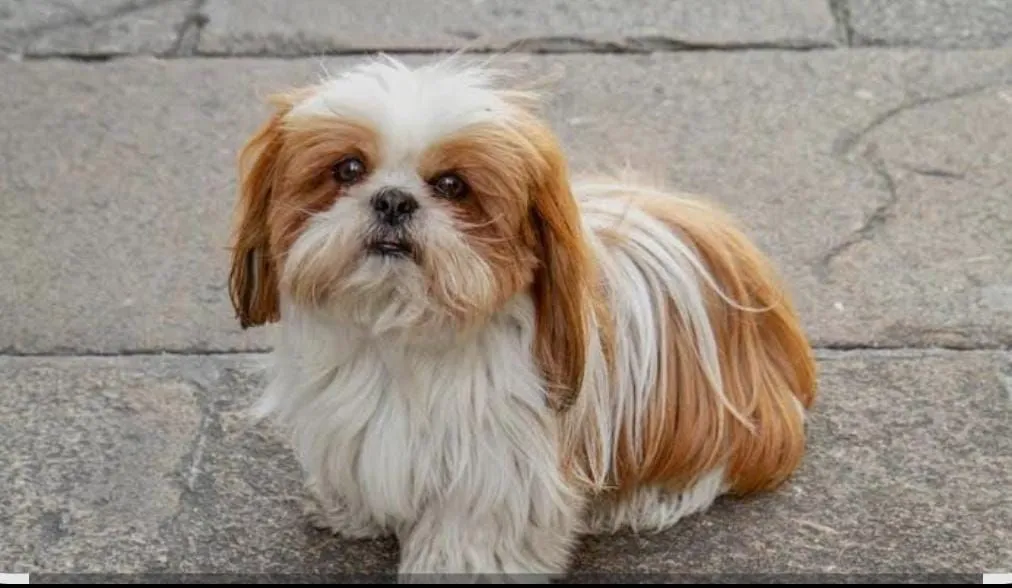 Shih Tzu filhote para adoção, ele tem apenas 1 ano!