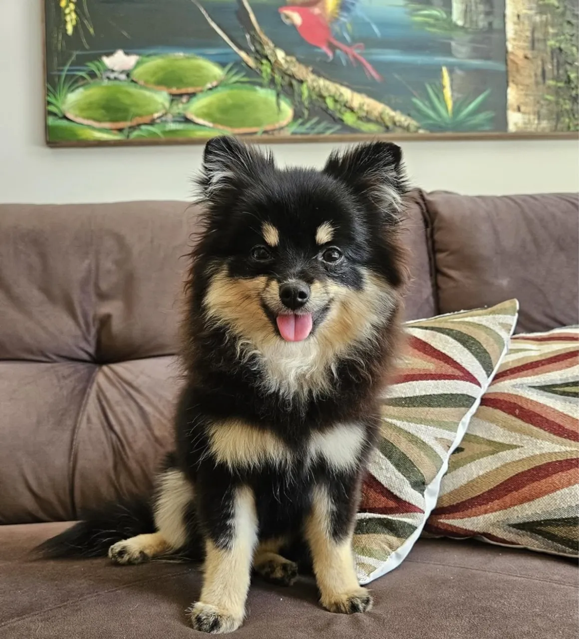 Spitz Alemão Anão Fêmea- Black And Tan