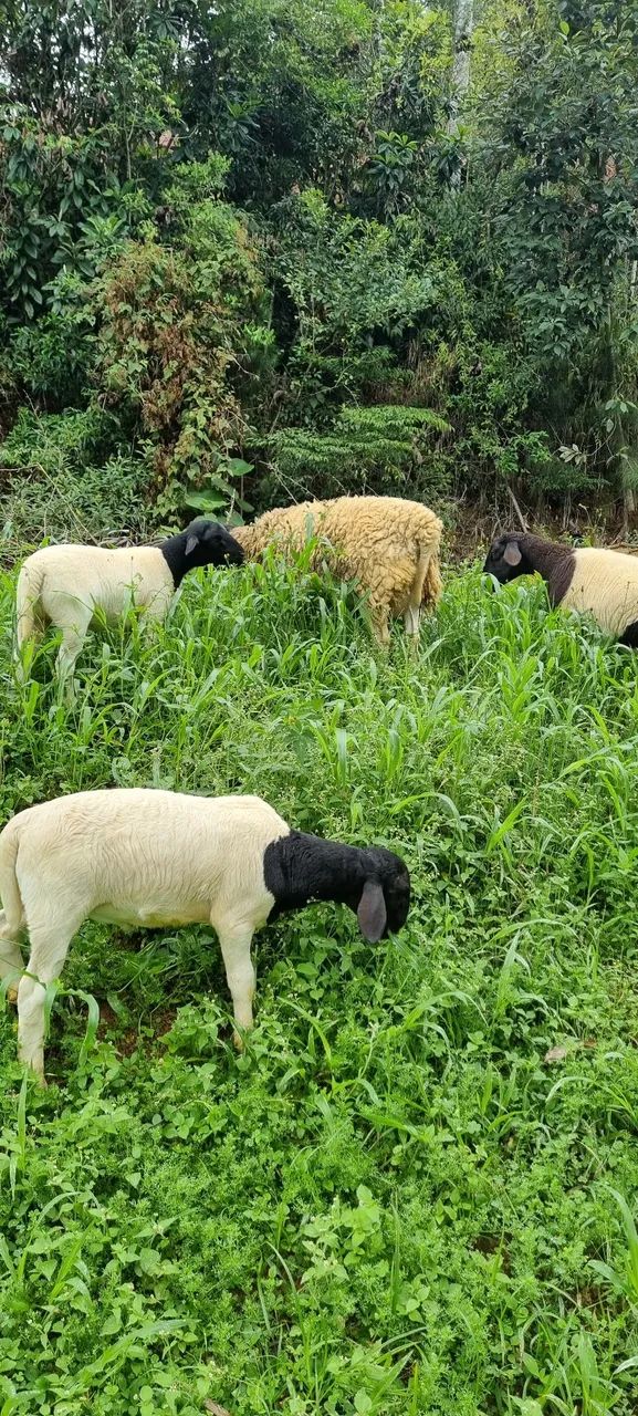 Ovelhas - ovinos - Foto 3